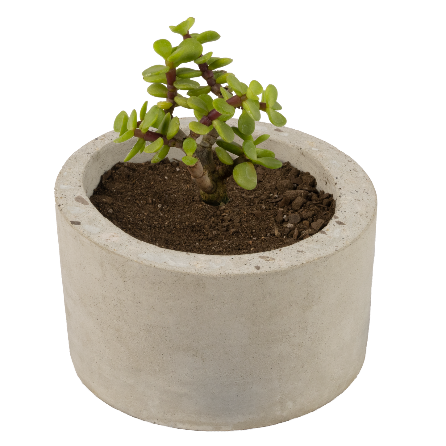 Plantiviri Cilindro