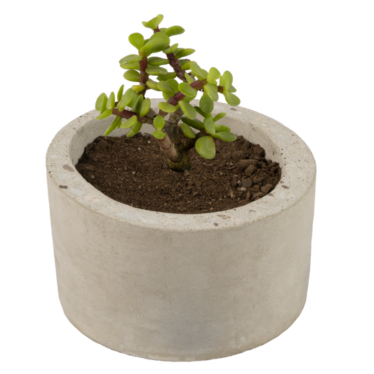 Plantiviri Cilindro