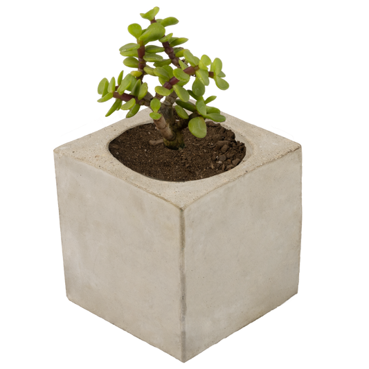 Plantiviri Cubo