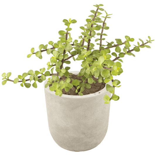 Plantiviri Olla
